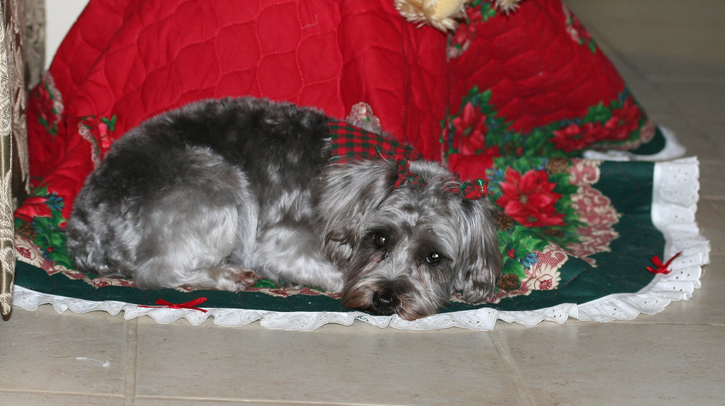 Cute Miniature Schnauzer Puppies For Sale In Louisiana l2sanpiero