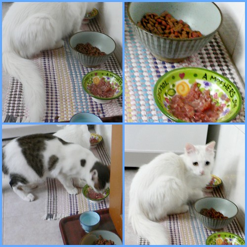 WHISKAS CAT FOOD RECALL FOOD RECALL Whiskas cat food recall The best kitten food Hills