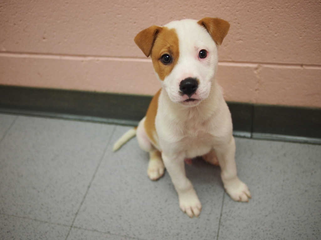 PICTURES OF CHOCOLATE LAB PUPPIES PICTURES OF CHOCOLATE