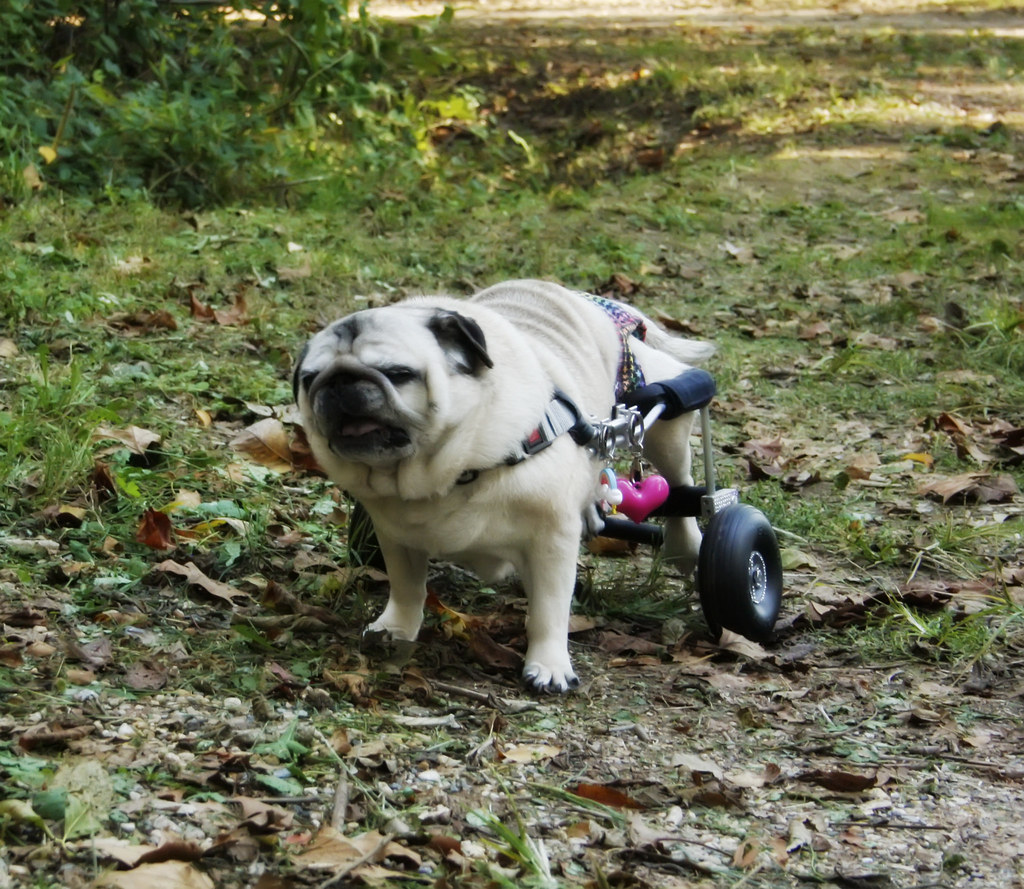 PUG ALLERGIES. PUG Pug allergies. Worst dogs for allergy sufferers. Iodine dye allergy