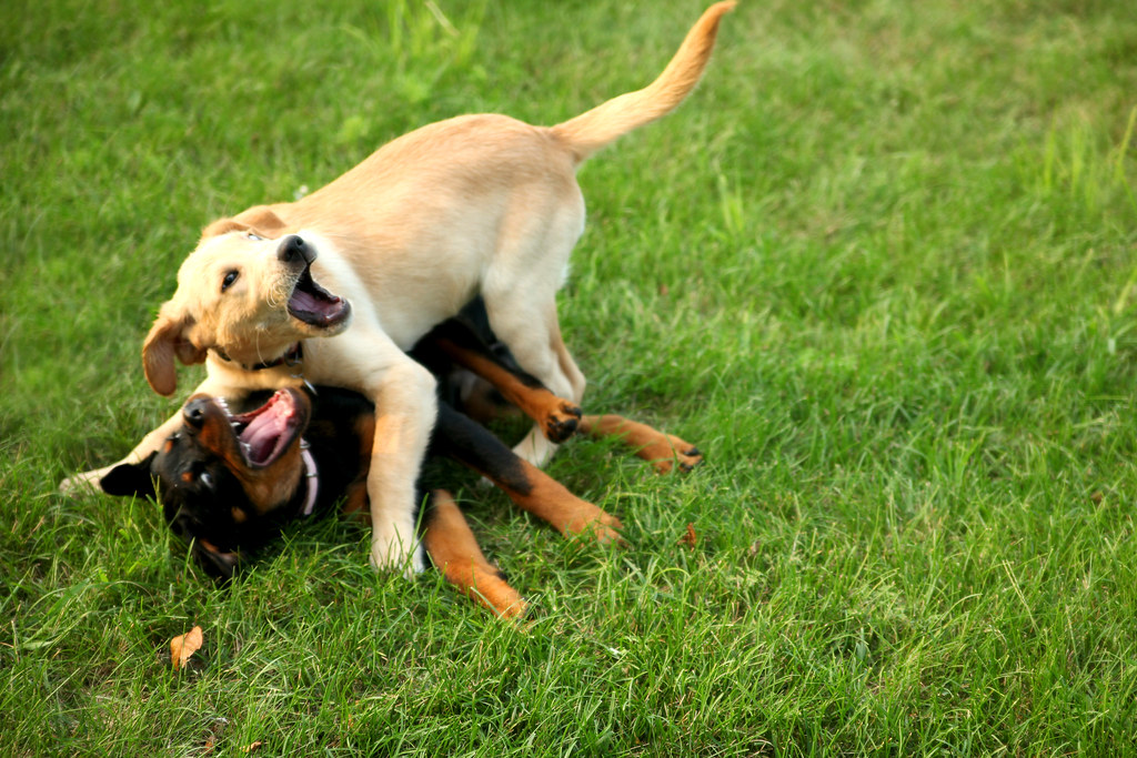 ROTTWEILER LAB PUPPY