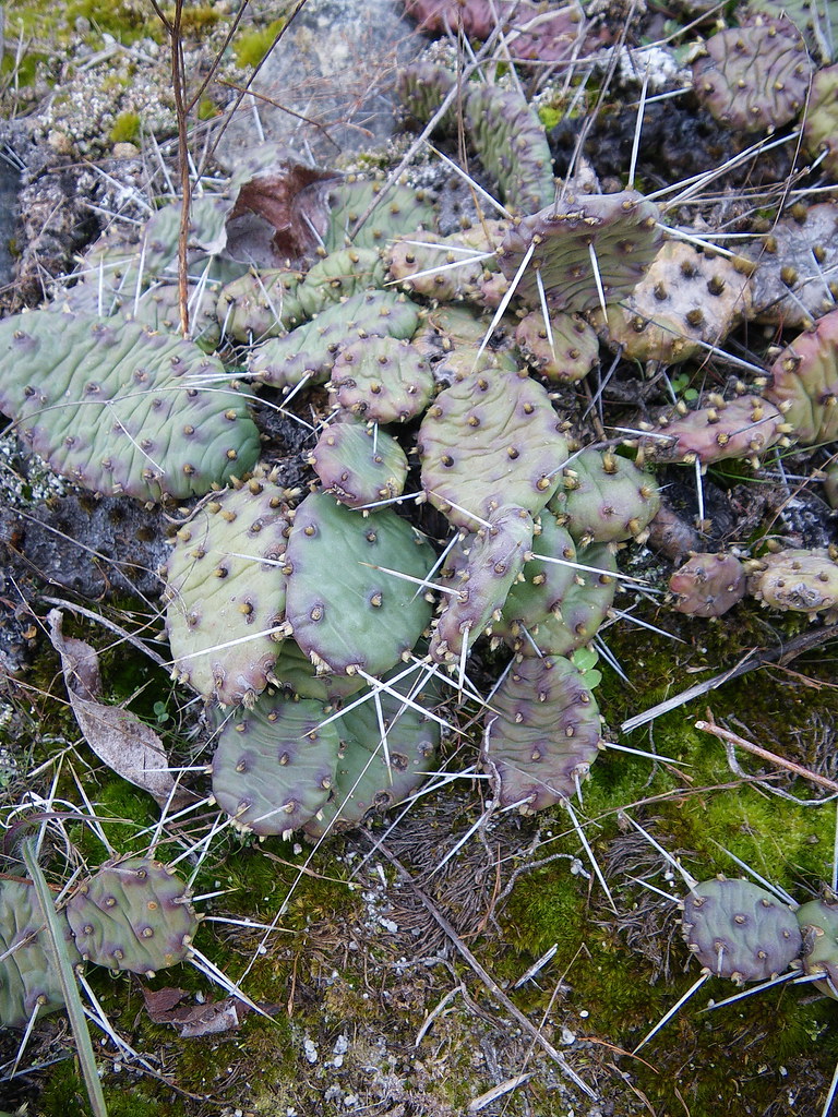 DEKALB COUNTY DIVORCE RECORDS DEKALB COUNTY Dekalb county divorce