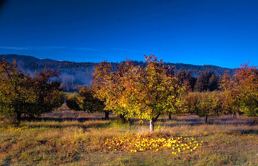 LOW HANGING FRUIT WINE LOW HANGING FRUIT WINE