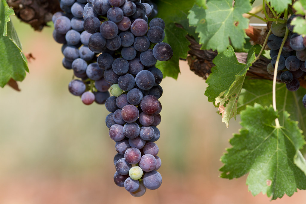 LOW HANGING FRUIT WINE LOW HANGING FRUIT WINE