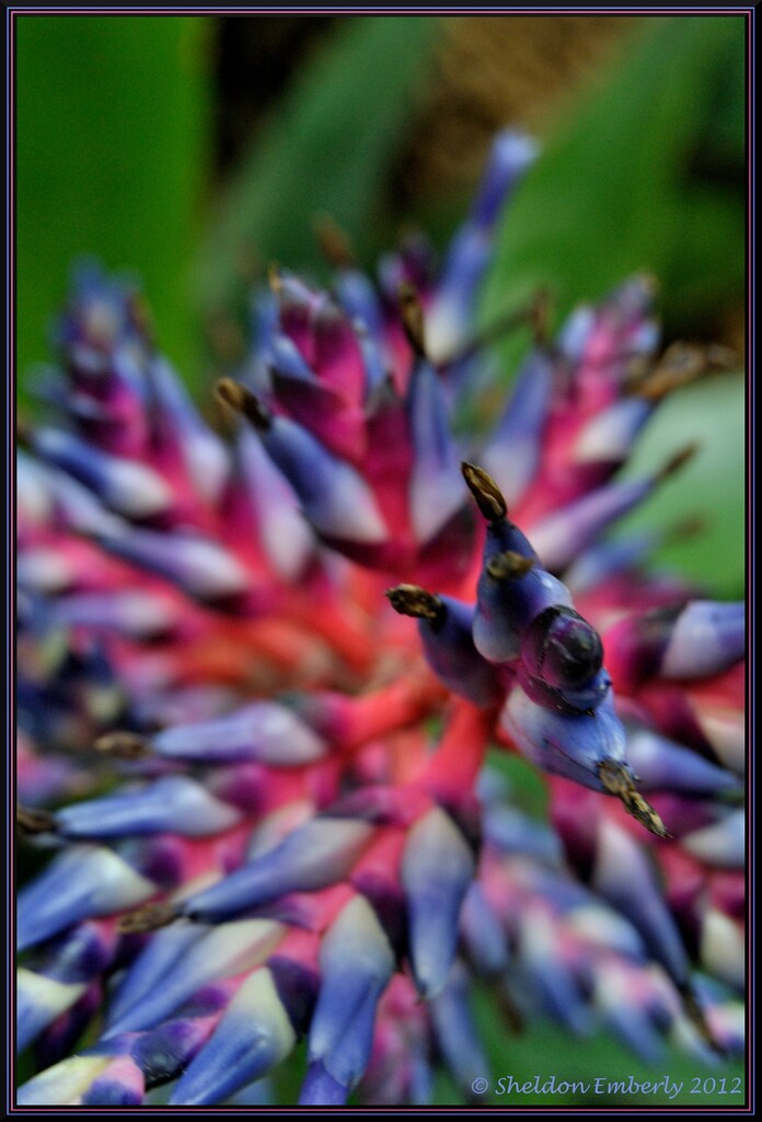 NAMES OF EXOTIC FLOWERS