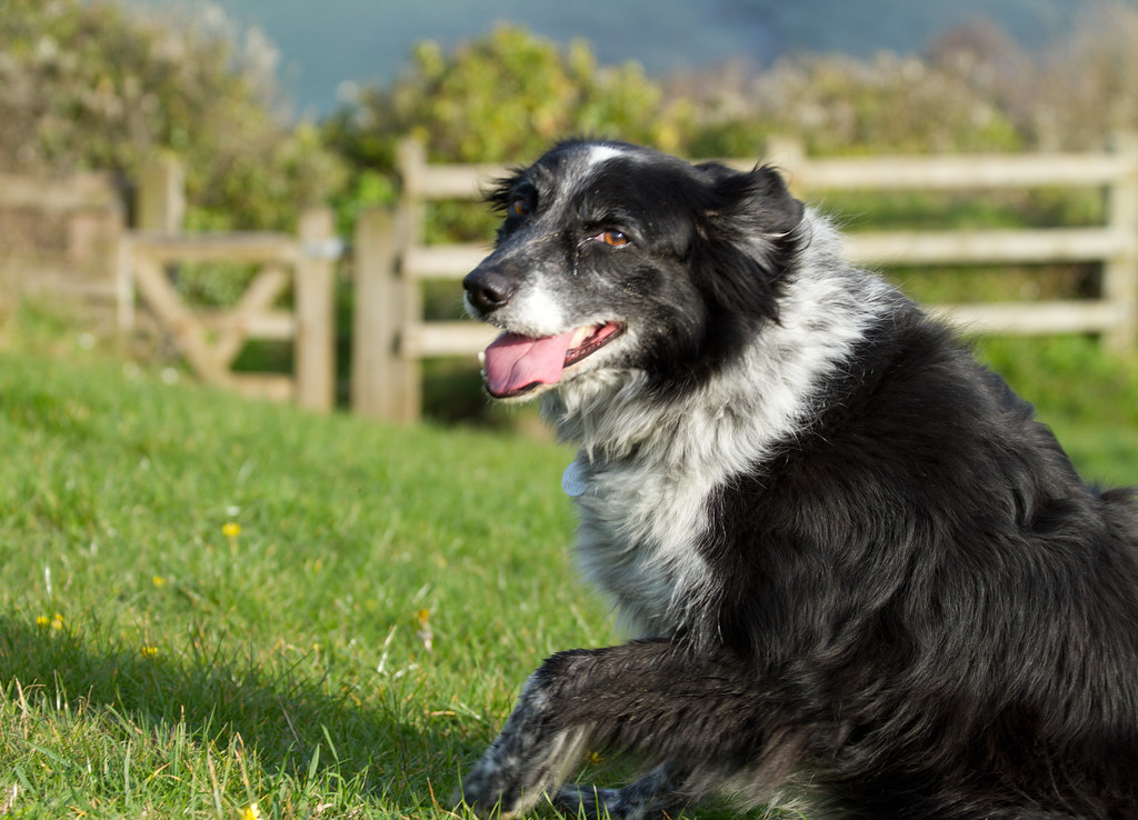 RED MERLE BORDER COLLIE PUPPIES FOR SALE COLLIE PUPPIES FOR SALE