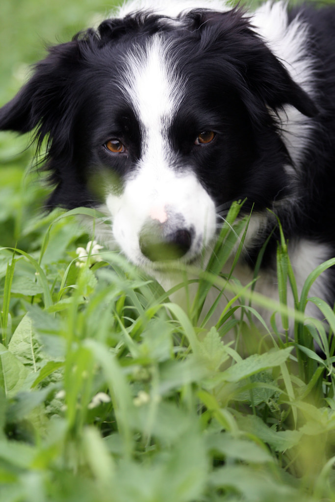RED MERLE BORDER COLLIE PUPPIES FOR SALE COLLIE PUPPIES