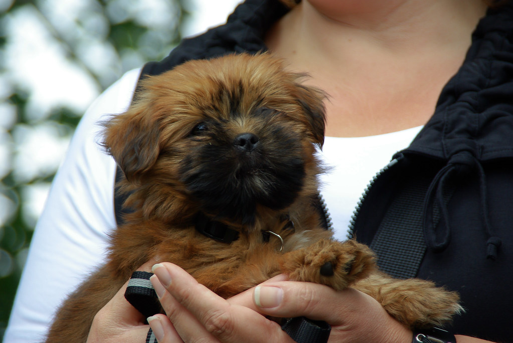 LHASA APSO PUPPIES FOR SALE IN MICHIGAN LHASA APSO PUPPIES FOR