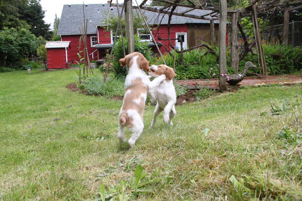 BRITTANY SPANIEL PUPPIES FOR SALE IN MICHIGAN. BRITTANY SPANIEL PUPPIES
