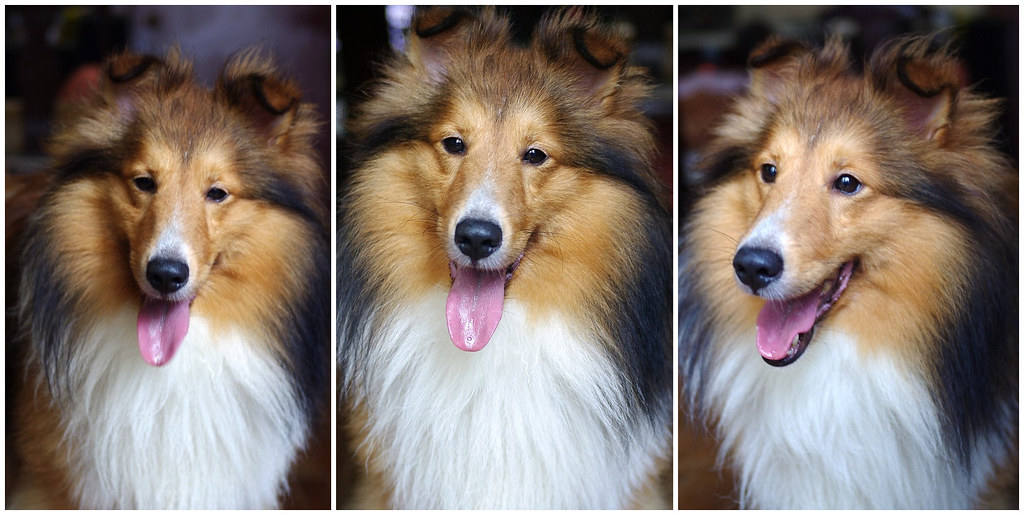 SHELTIE PUPPIES FOR SALE IN WISCONSIN SHELTIE PUPPIES FOR SHELTIE