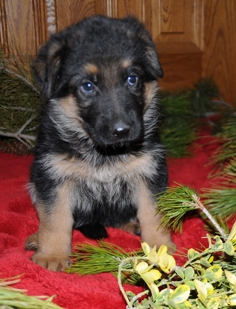 GERMAN SHEPHERD PUPPIES FOR SALE GERMAN SHEPHERD PUPPIES German