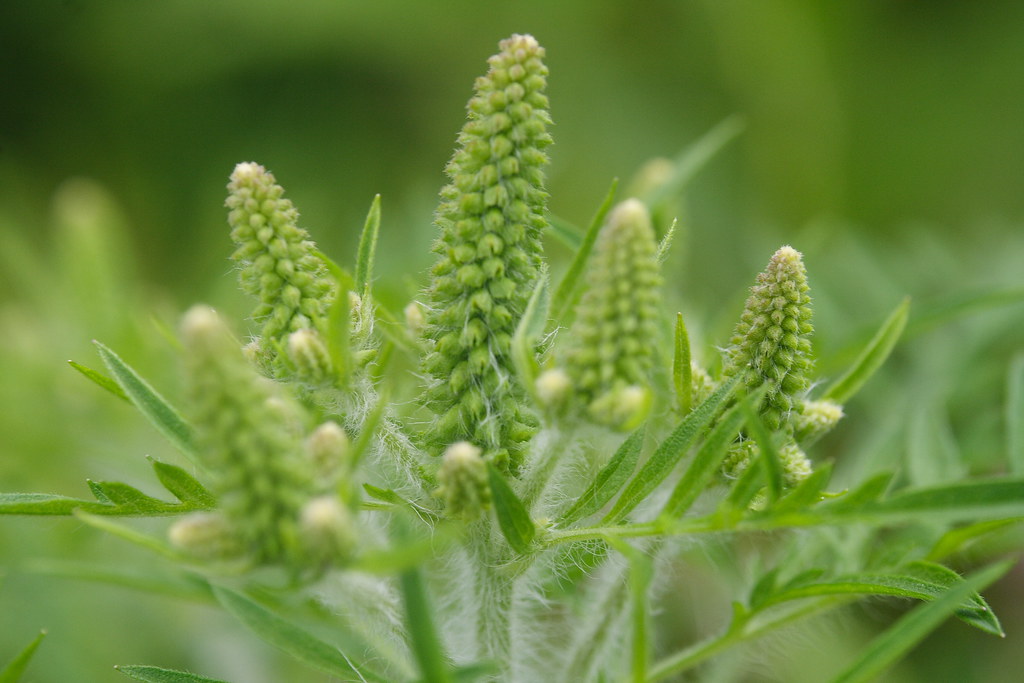 RAGWEED ALLERGY FOODS TO AVOID RAGWEED ALLERGY FOODS Ragweed Allergy Foods To Avoid Peanut