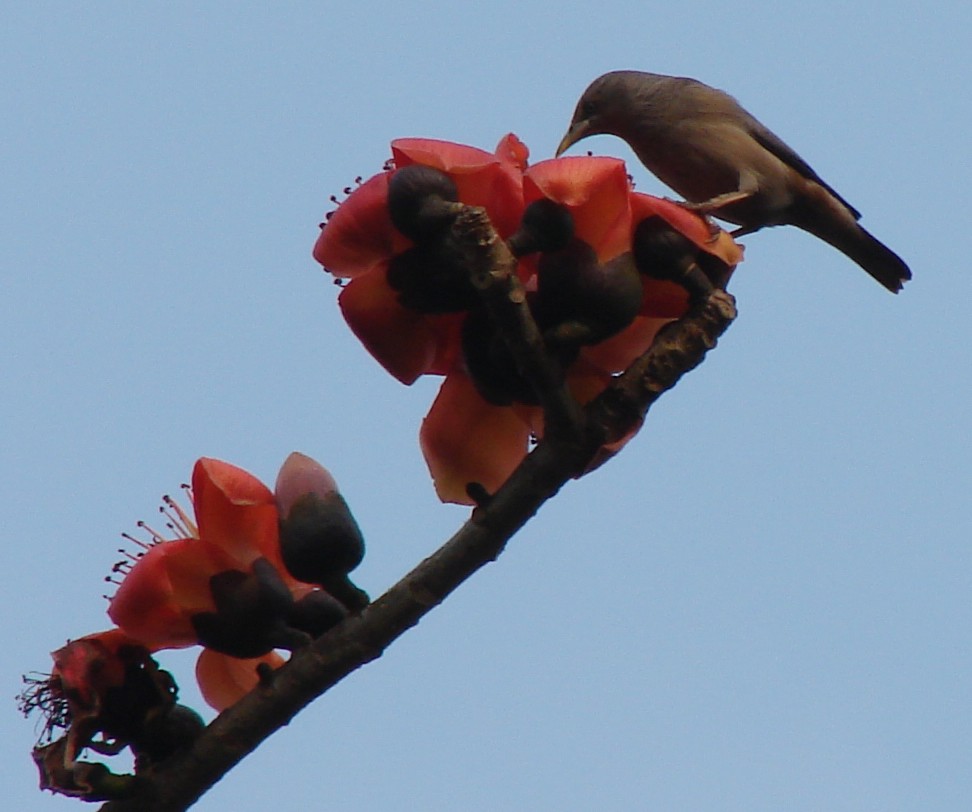 RED SILK FLOWERS