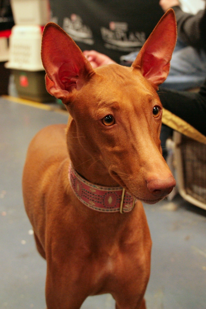 PHARAOH HOUND PUPPIES FOR SALE