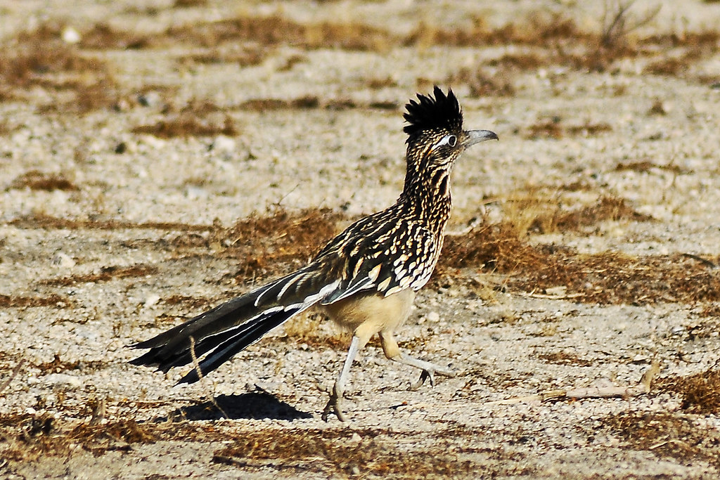 ROADRUNNER PROJECT CARS FOR SALE