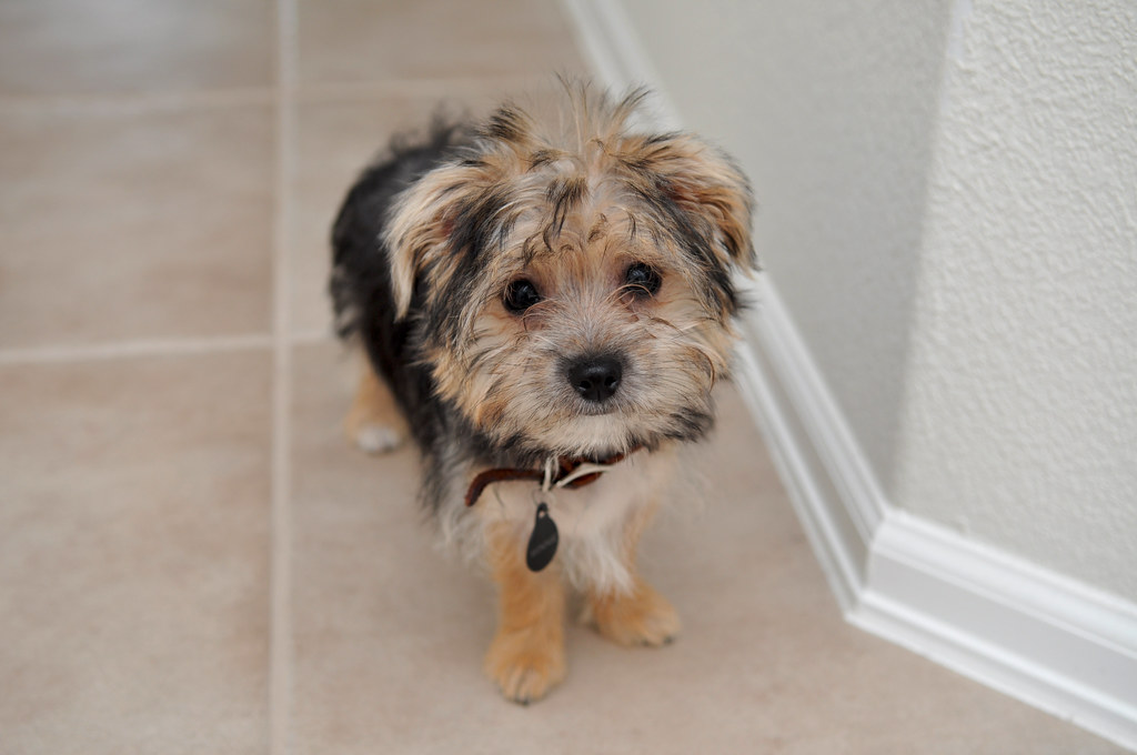 MORKIE PUPPY CUT PUPPY CUT