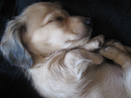 LONG HAIRED MINI DACHSHUND PUPPIES FOR SALE