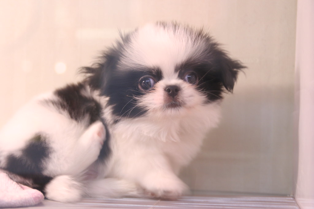 JAPANESE CHIN PUPPIES FOR SALE