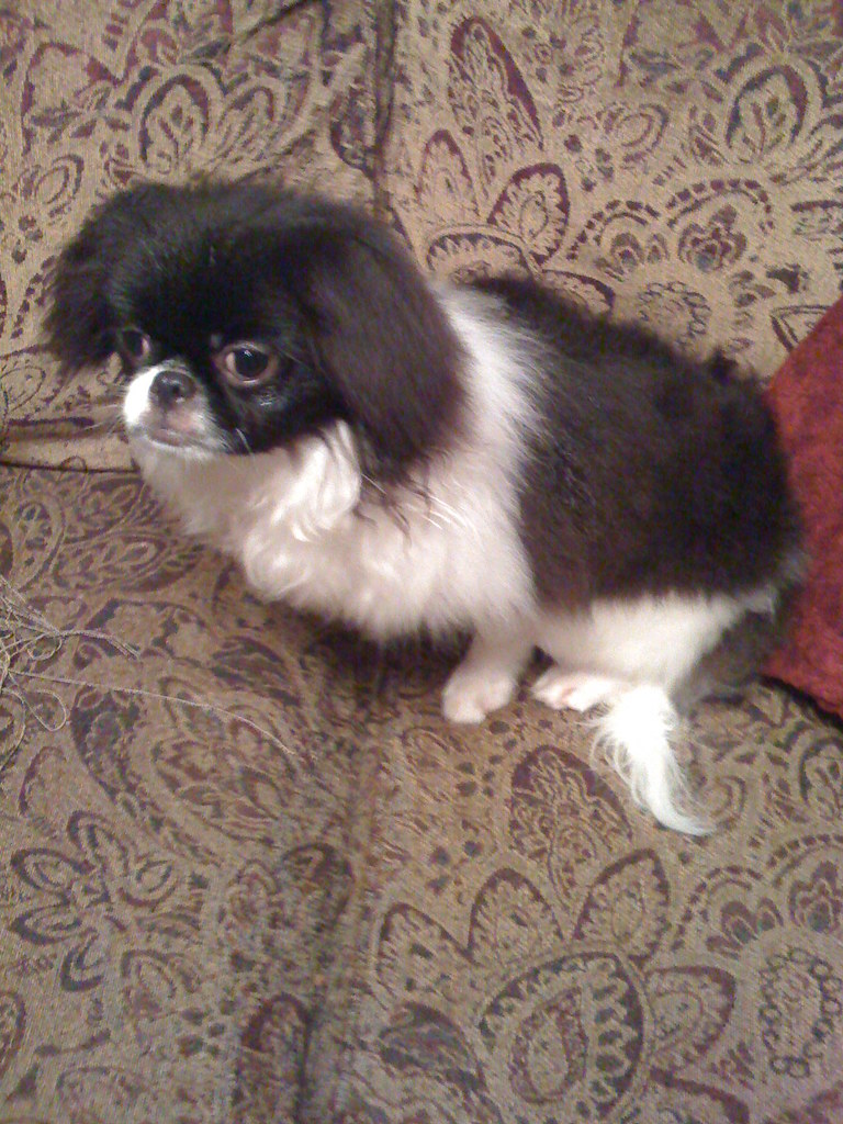 JAPANESE CHIN PUPPIES FOR SALE