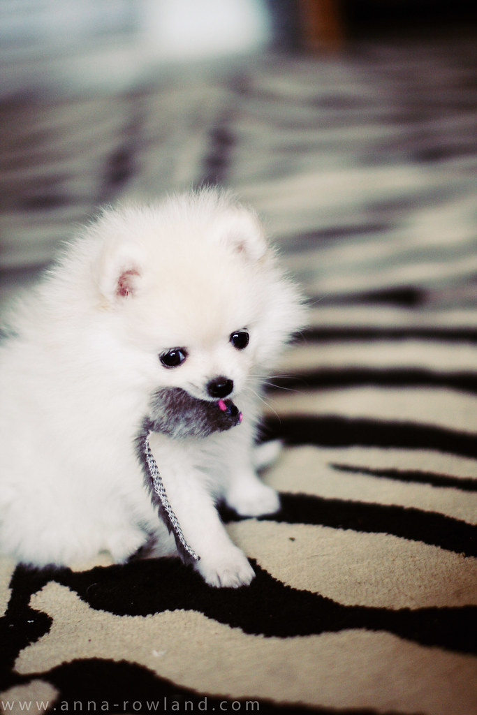 WHITE TEACUP POMERANIAN PUPPIES