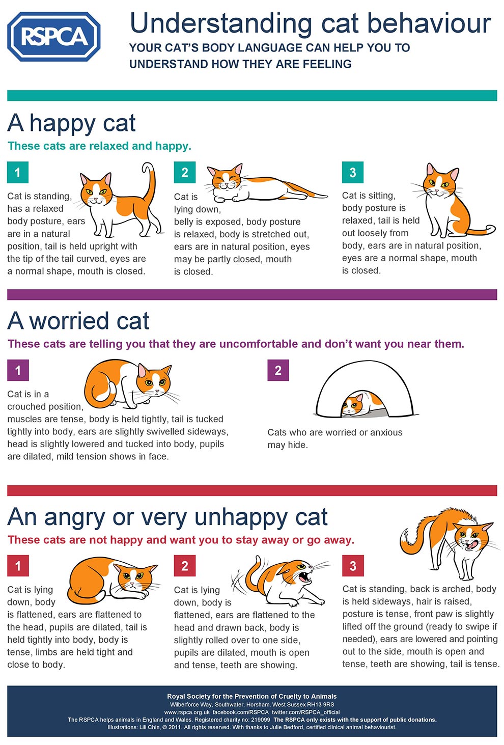 Cat behaviour how to check your cat is ‘feline’ good Animal welfare