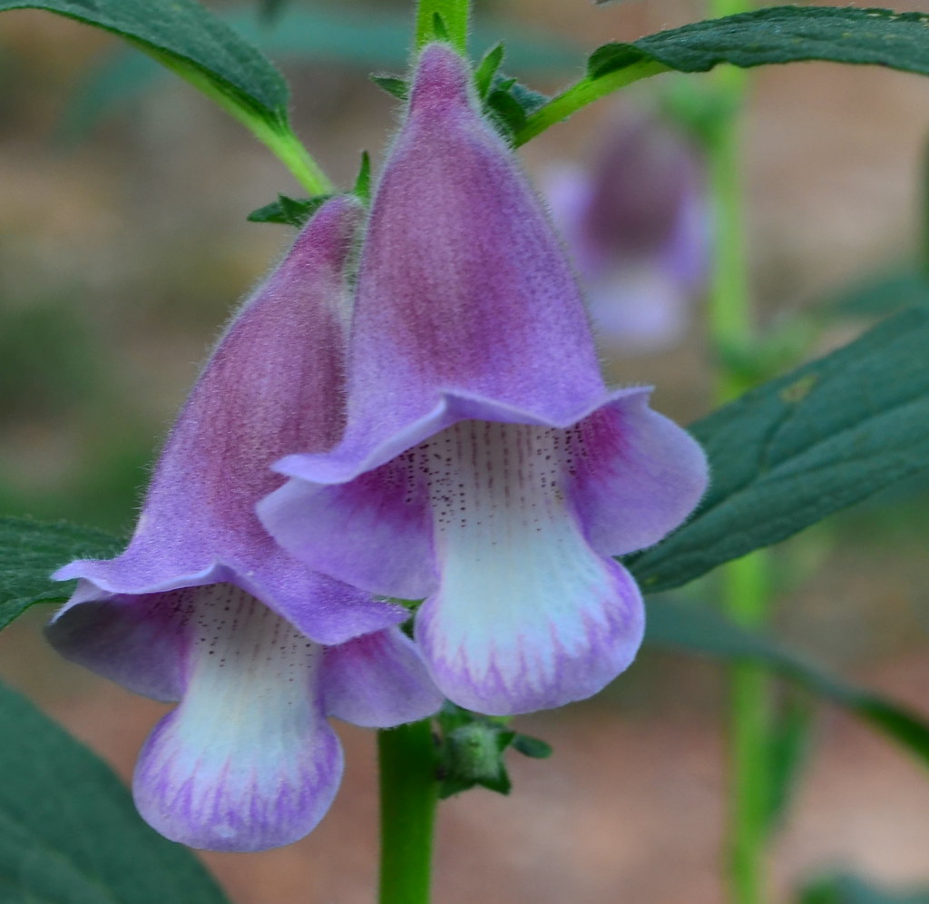 SCIENTIFIC NAMES OF FLOWERS