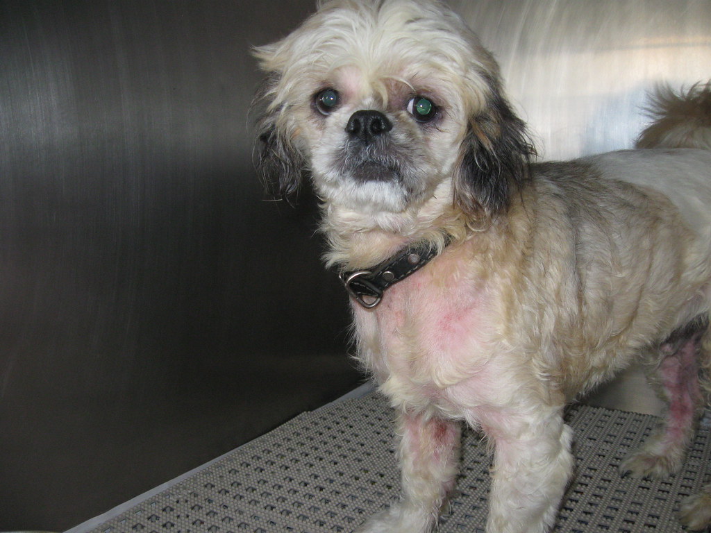 SHIH TZU SKIN ALLERGIES. SKIN ALLERGIES SHIH TZU SKIN