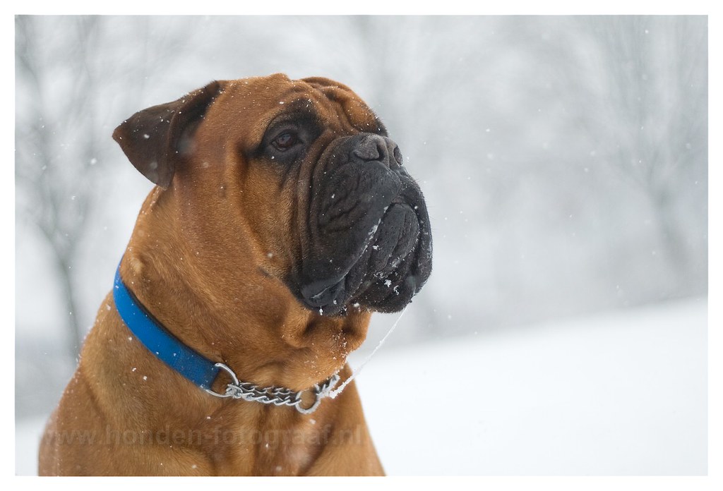 BULLMASTIFF PUPPIES FOR SALE