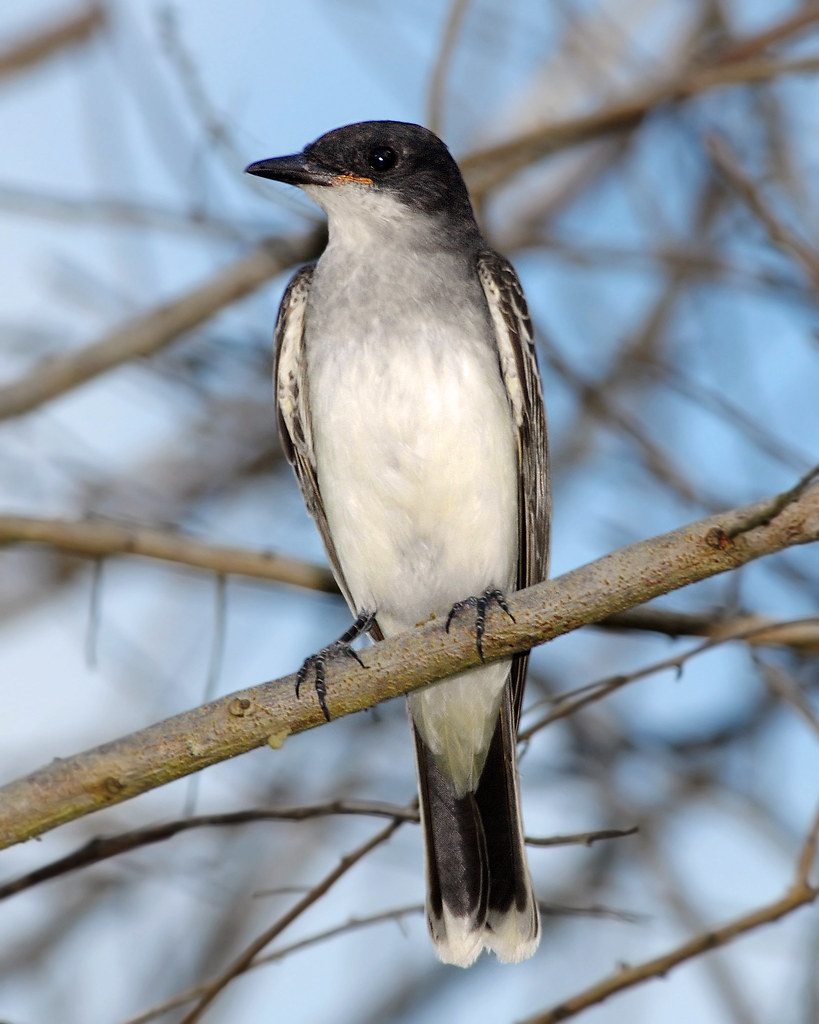 STANLEY JUVENILE FURNITURE JUVENILE FURNITURE