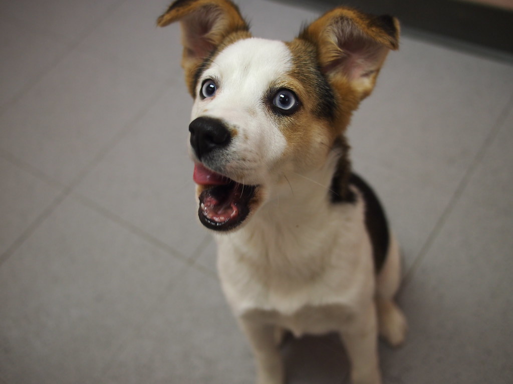 BEAGLE HUSKY MIX PUPPIES