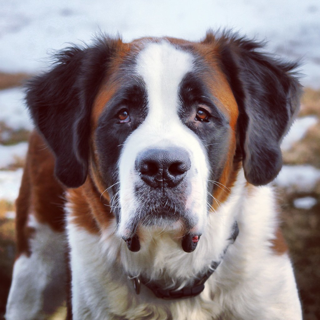 SAINT BERNARD PUPPIES FOR SALE PUPPIES FOR SALE