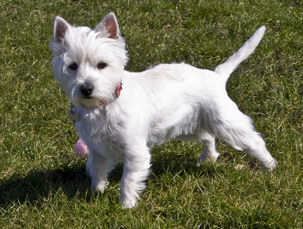 WESTIE PUPPIES FOR SALE IN PA