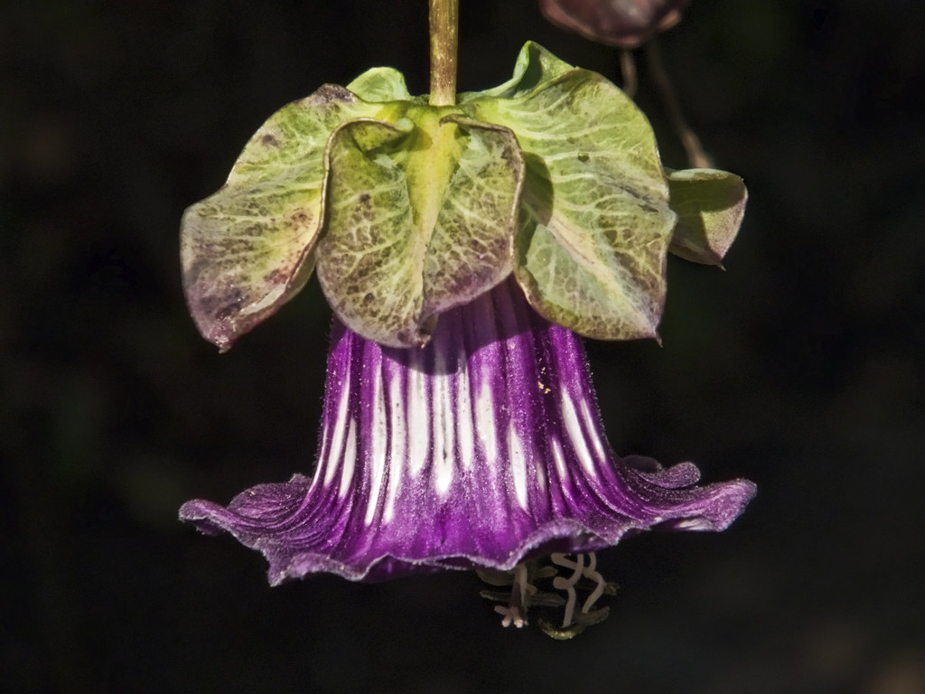 PURPLE HANGING FLOWERS