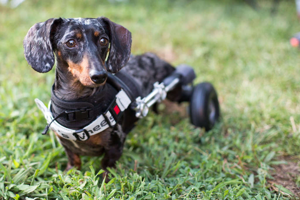 DOG WHEELS FOR BACK LEGS