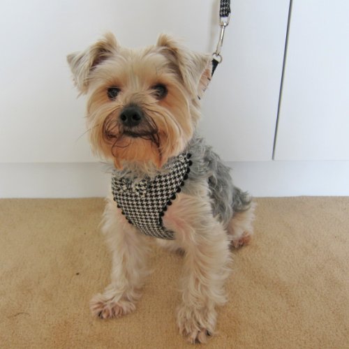 FREE TEACUP YORKIE PUPS