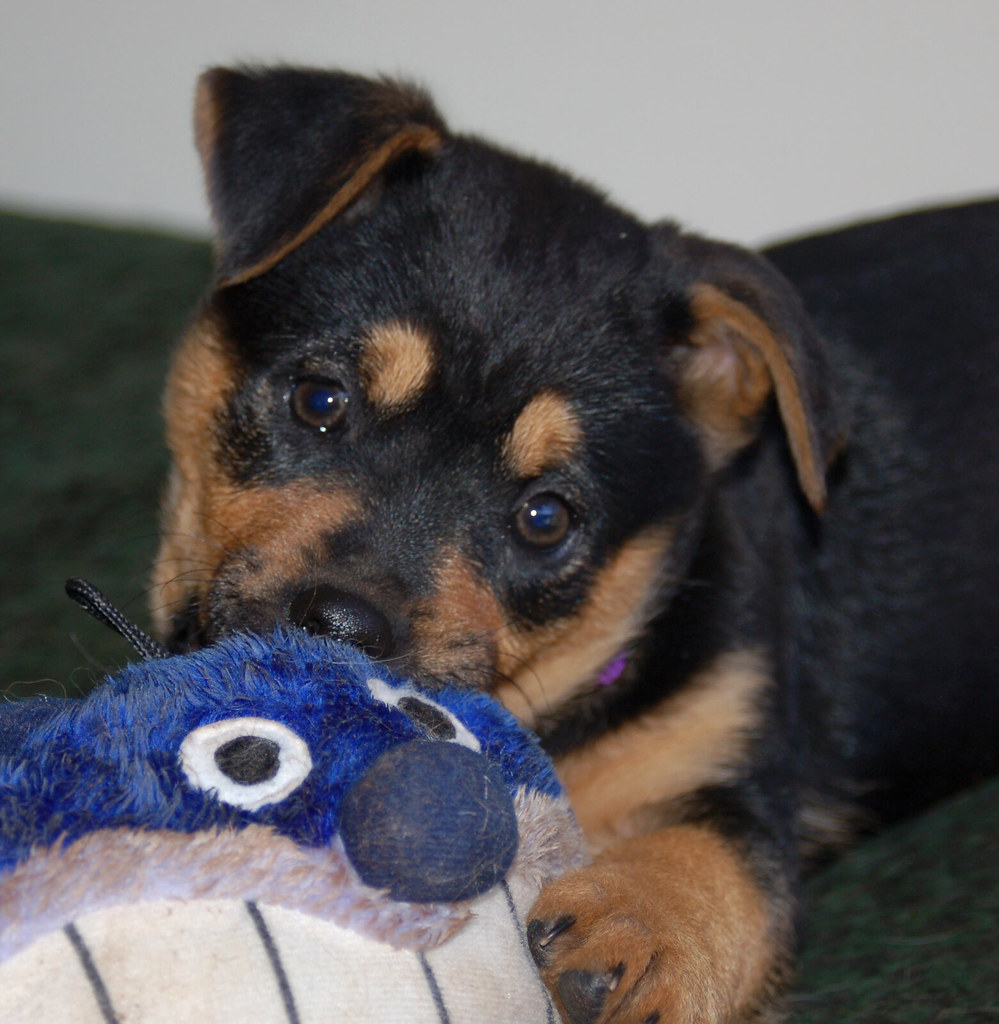 LAB ROTTWEILER MIX PUPPIES