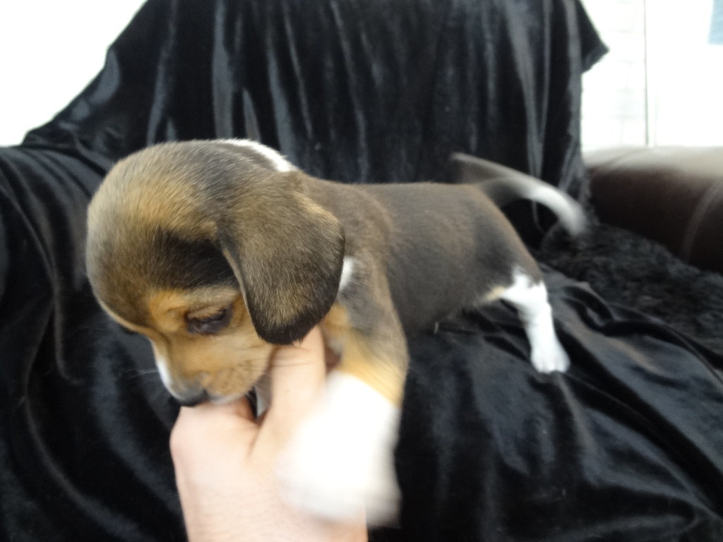 CUTE PUPPIES FOR SALE CUTE PUPPIES