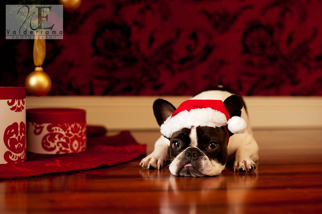 TEACUP FRENCH BULLDOG PUPPIES