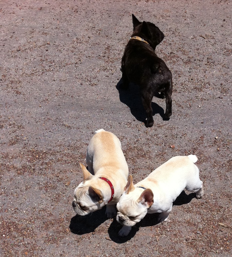 TEACUP FRENCH BULLDOG PUPPIES