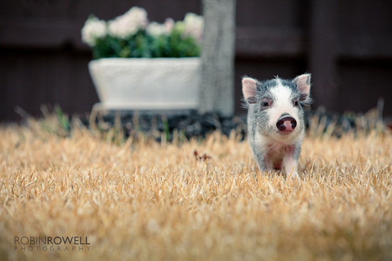 TEACUP POT BELLIED PIGS BELLIED PIGS