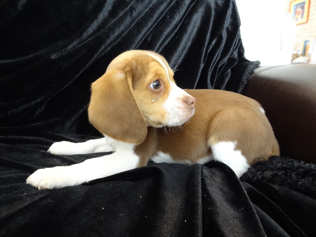 FREE BEAGLE PUPPIES IN FLORIDA PUPPIES IN FLORIDA