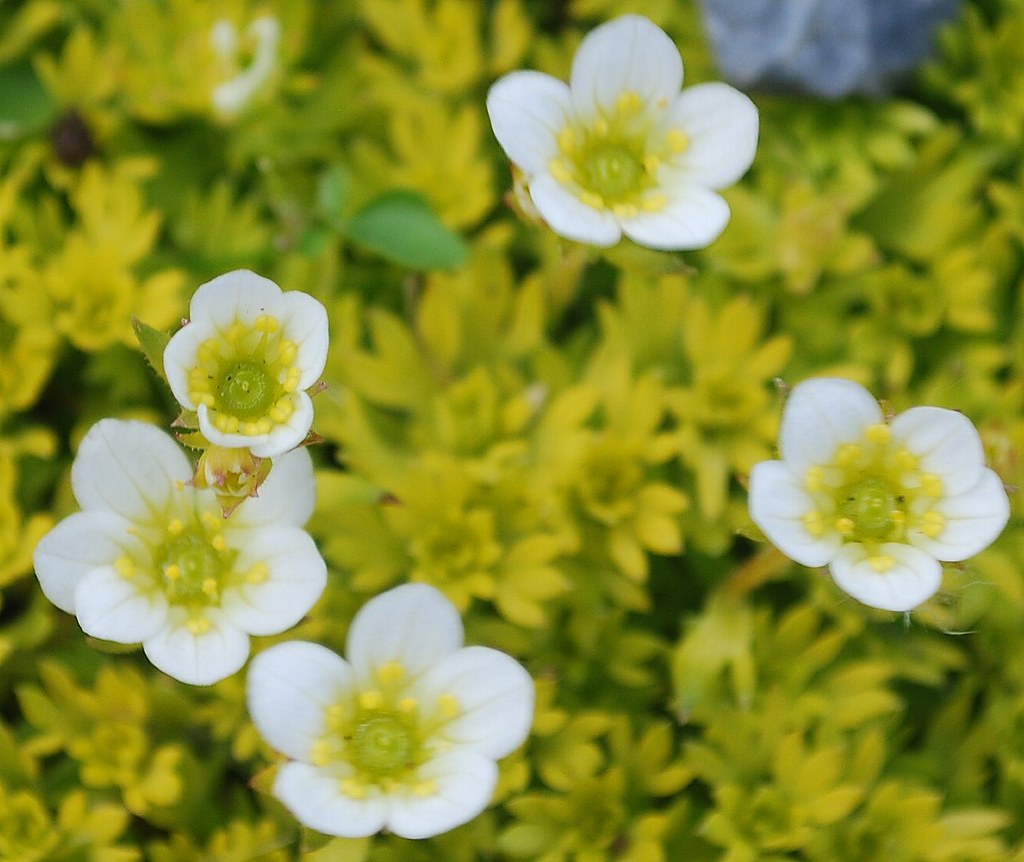 PLANTS WITH WHITE FLOWERS