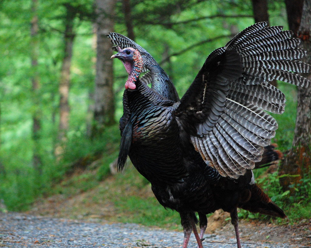 CALORIES IN TURKEY WINGS TURKEY WINGS