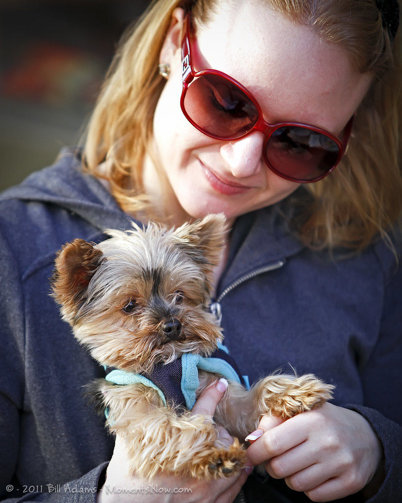 ADOPT A TEACUP YORKIE FOR FREE