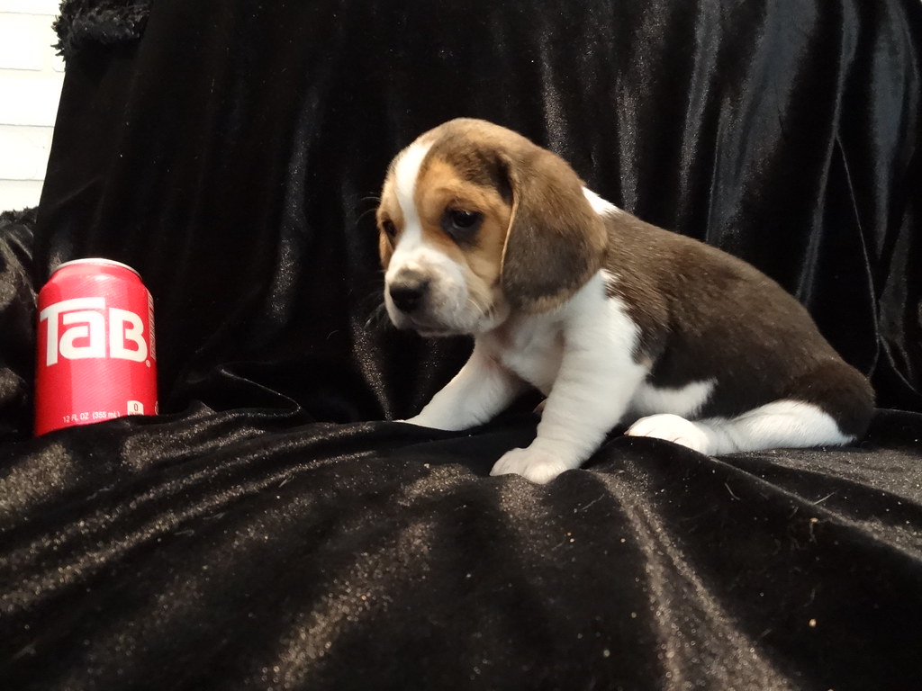 MINI BEAGLES PUPPIES
