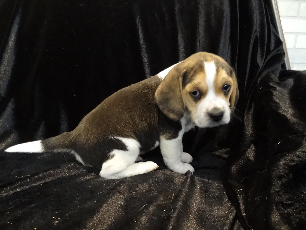MINI BEAGLES PUPPIES
