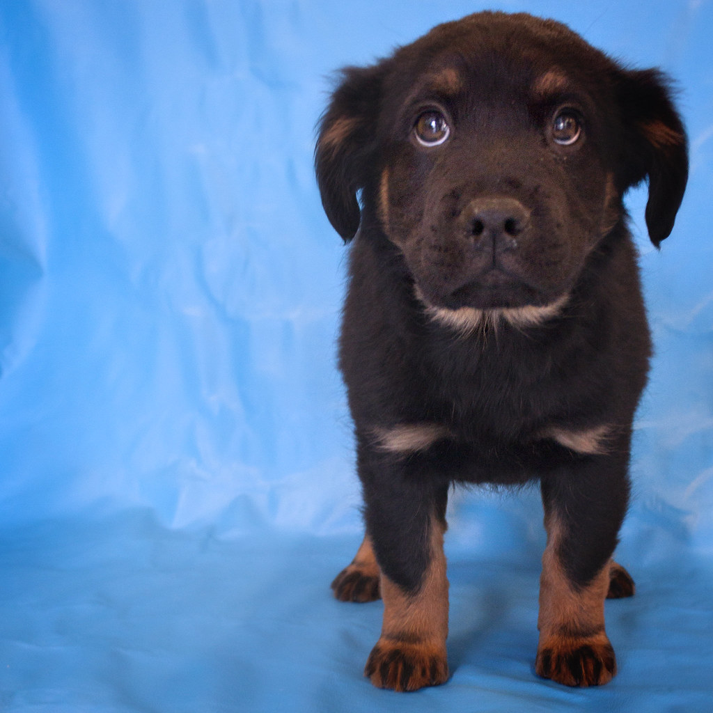 CHOW ROTTWEILER MIX PUPPIES MIX PUPPIES