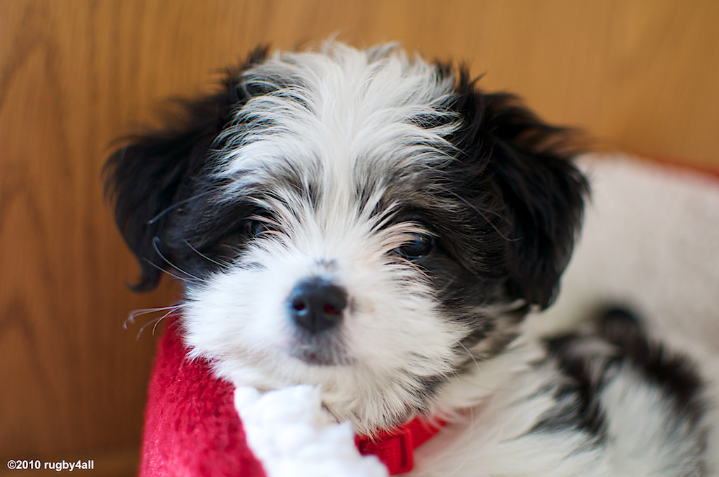 MALTESE CHIHUAHUA MIX PUPPY MIX PUPPY