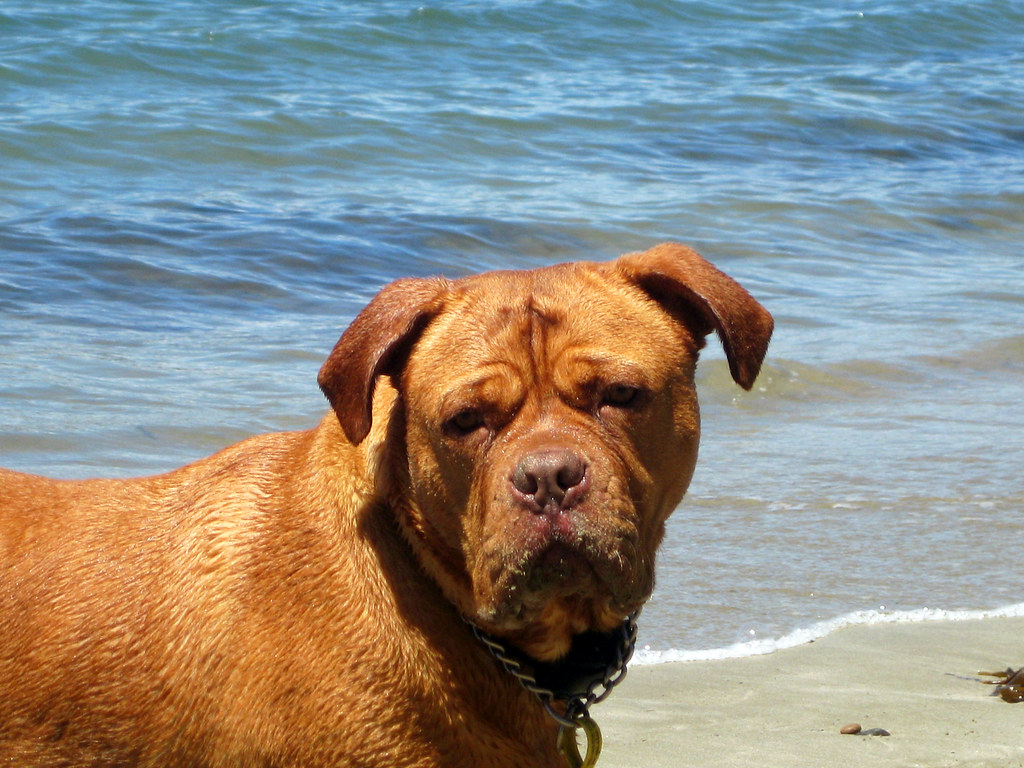 MASTIFF LAB MIX PUPPIES FOR SALE