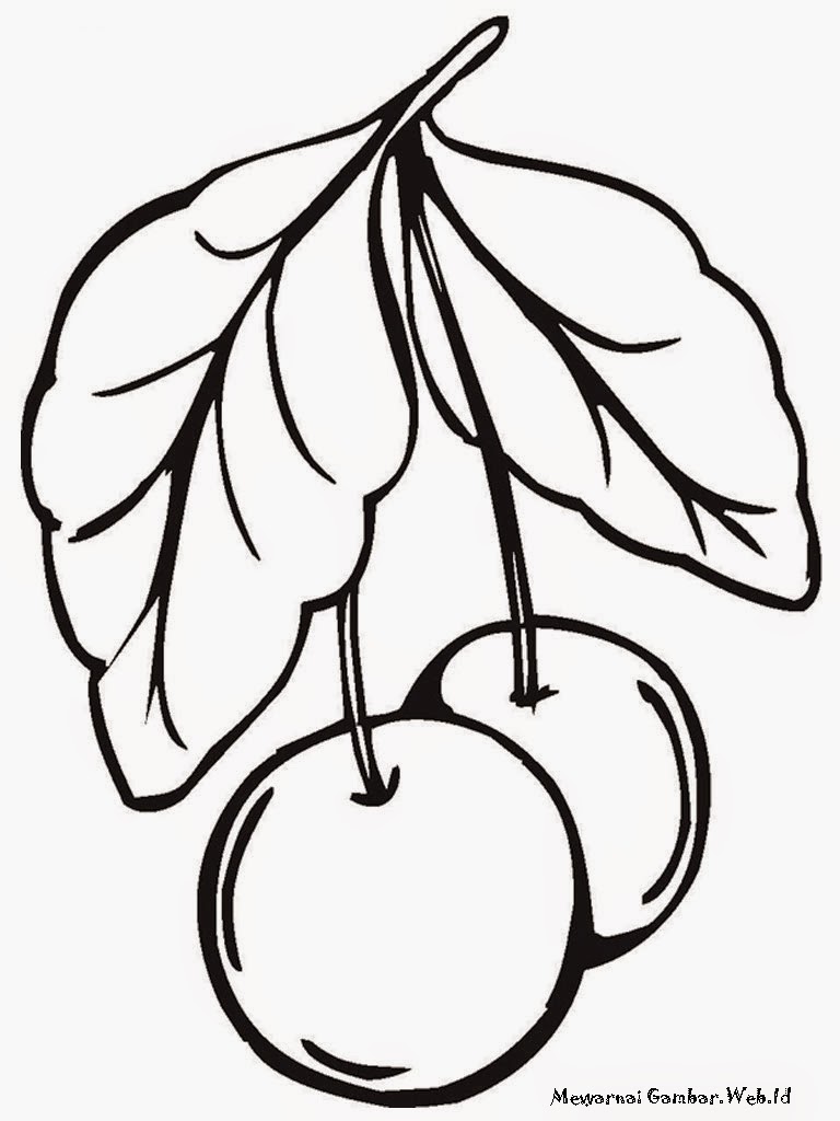 Contoh Gambar Mewarnai Gambar Buah Mengkudu KataUcap